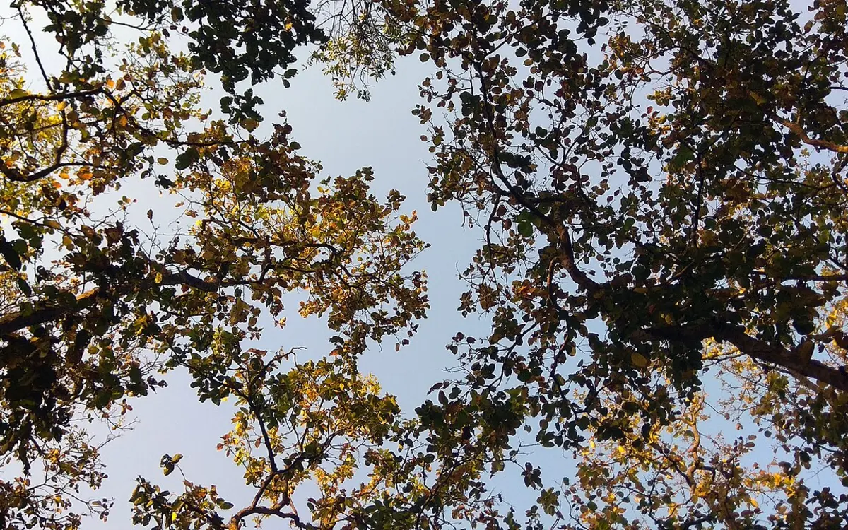 ভাওয়াল জাতীয় উদ্যান, গাজীপুর