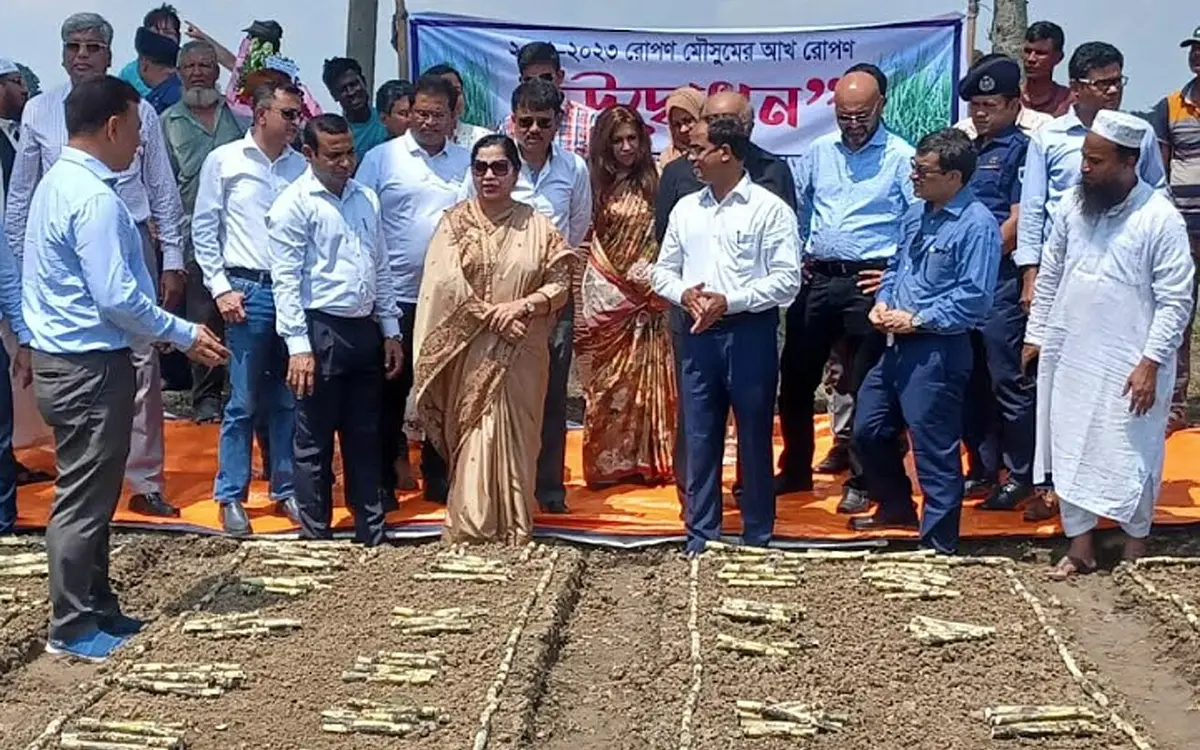 কেরু অ্যান্ড কোম্পানি বাংলাদেশ, চুয়াডাঙ্গা