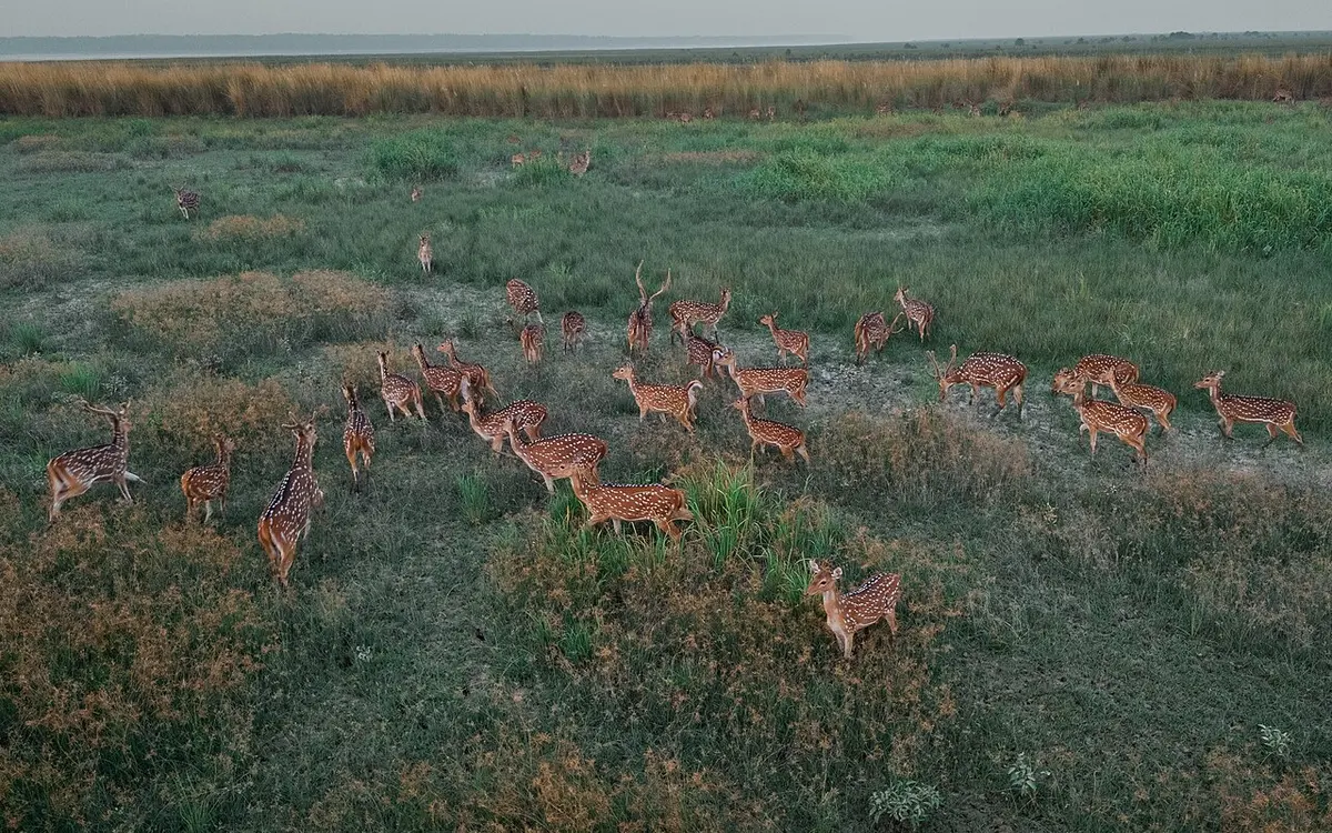 দুবলার চর, বাগেরহাট