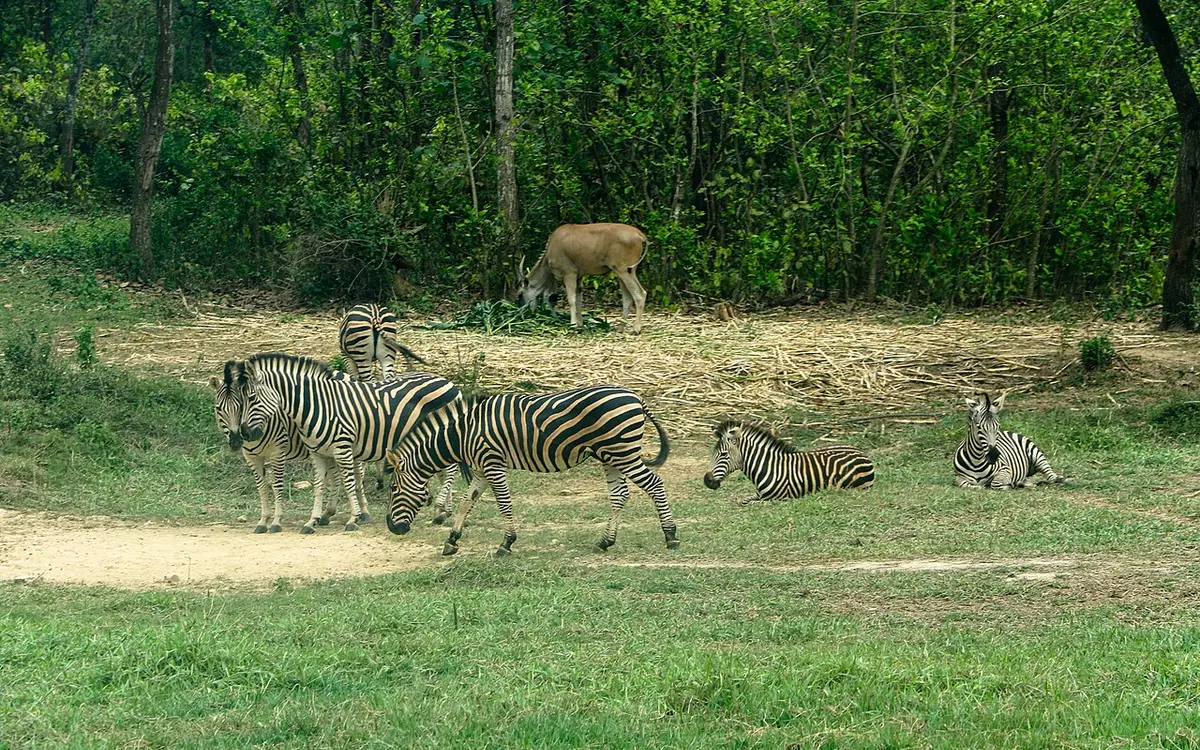 গাজীপুর সাফারি পার্ক, গাজীপুর