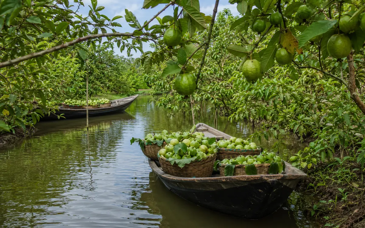 পেয়ারা বাগান, ঝালকাঠি