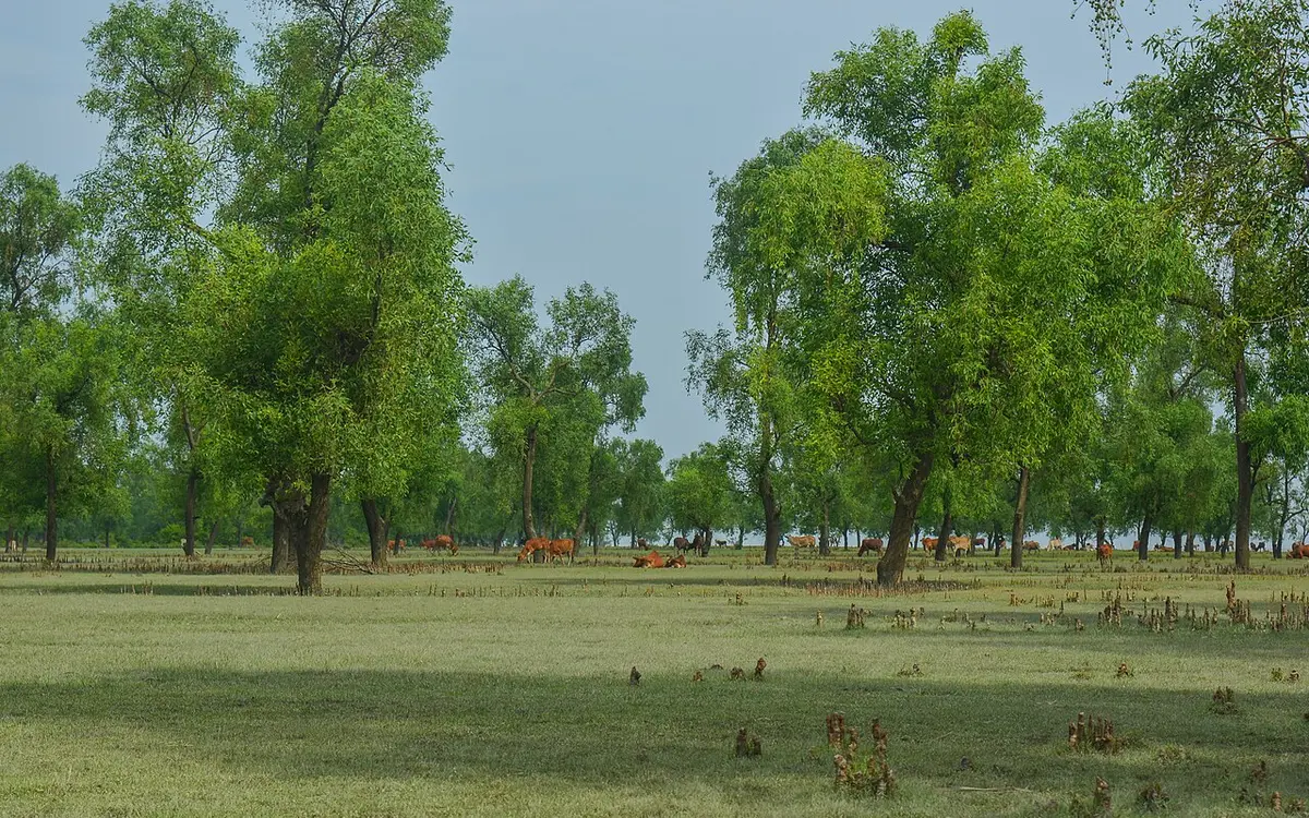 গুলিয়াখালী সমুদ্র সৈকত, চট্টগ্রাম
