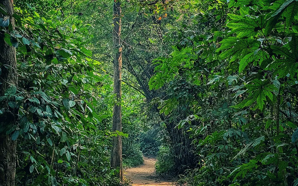লাউয়াছড়া জাতীয় উদ্যান, মৌলভীবাজার