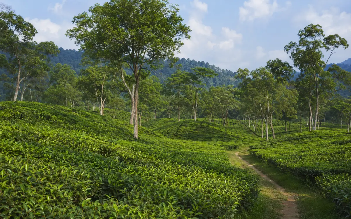 মালনীছড়া চা বাগান, সিলেট