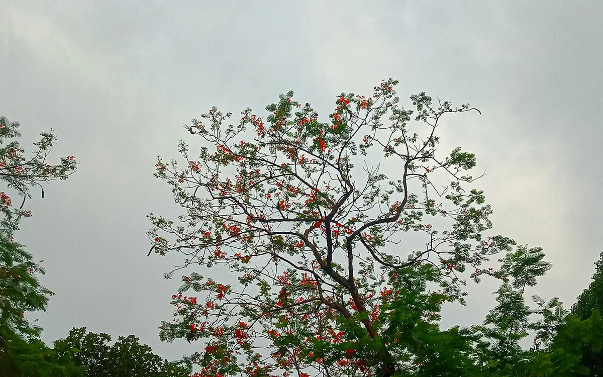 জাতীয় উদ্ভিদ উদ্যান, ঢাকা