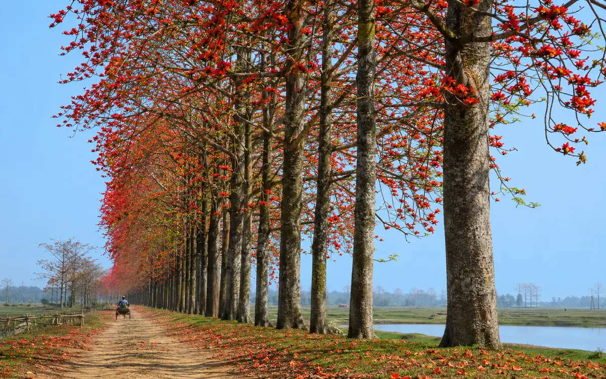 শিমুল বাগান, সুনামগঞ্জ