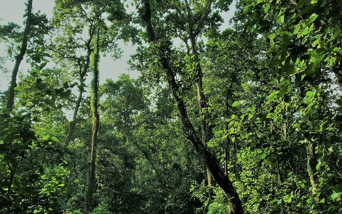 সিংড়া জাতীয় উদ্যান, দিনাজপুর