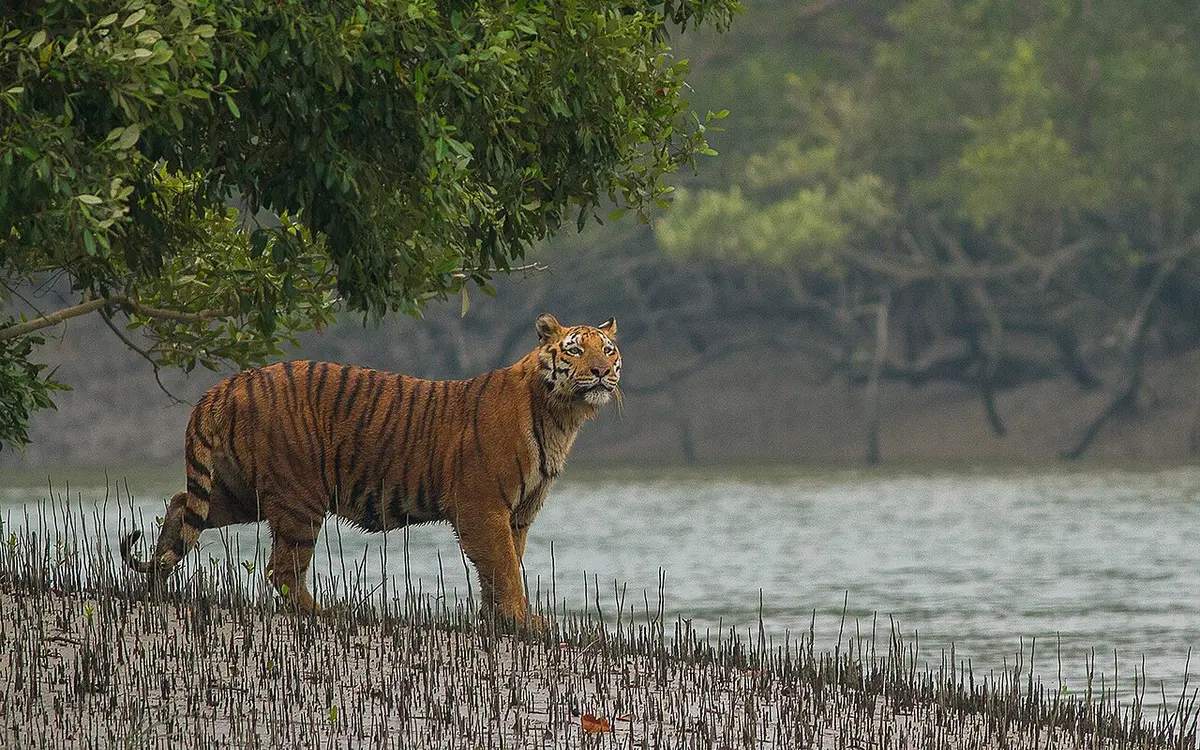 সুন্দরবন, খুলনা